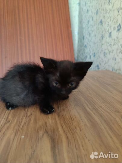 Кошки в добрые руки бесплатно