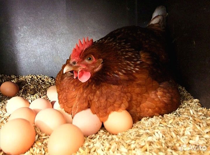 Куры - несушки