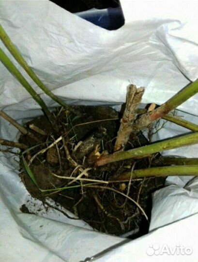 Ежевика колючая (саженцы)