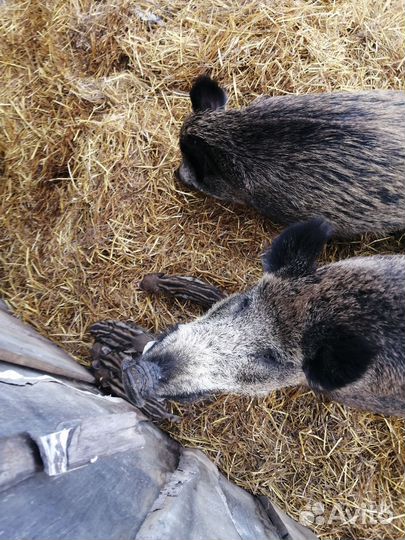 Дикий кабан