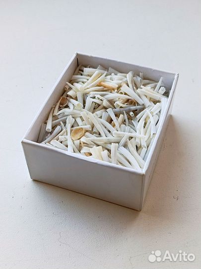 Ракушки денталиум морской зуб