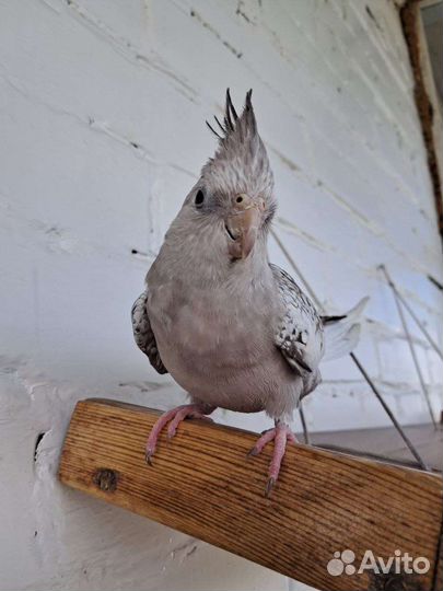 Попугай корелла