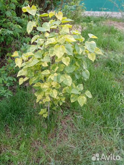 Сирень вариегатная Аукубафория