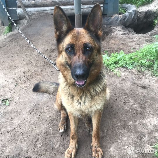 Немецкая овчарка