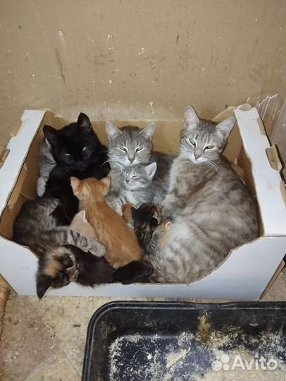 Котята в добрые руки бесплатно