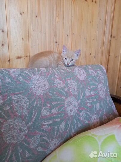 Котята