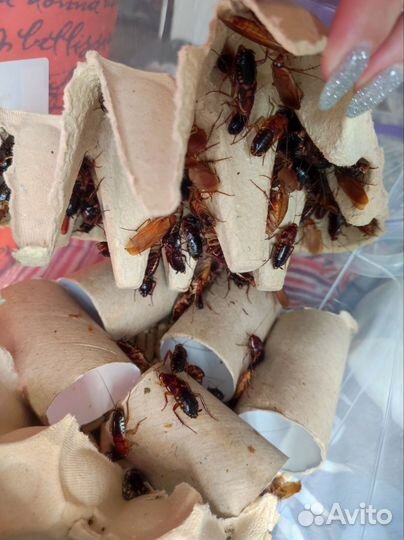 Туркменский таракан