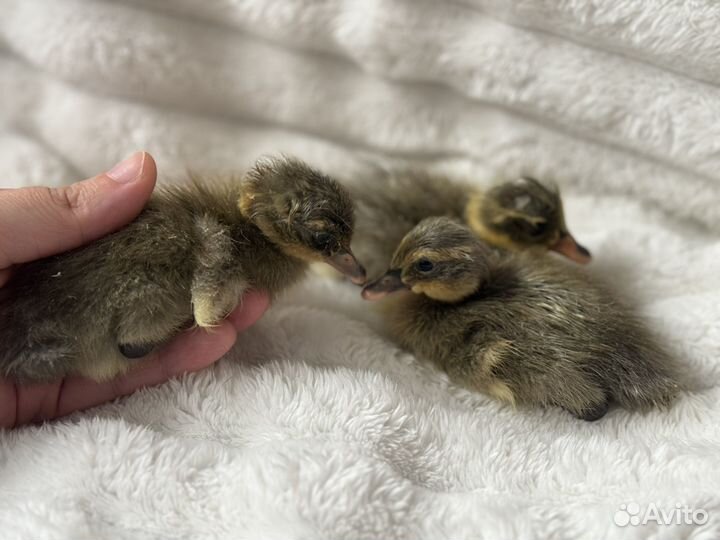 Утята индийский бегунок