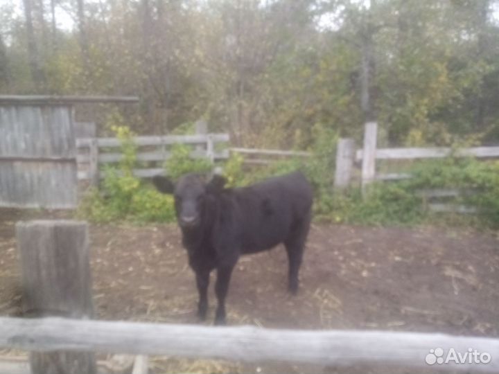 Телка абердин