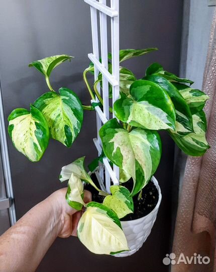 Комнатные растения.Обновлен 28.06