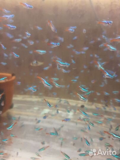 Неон голубой