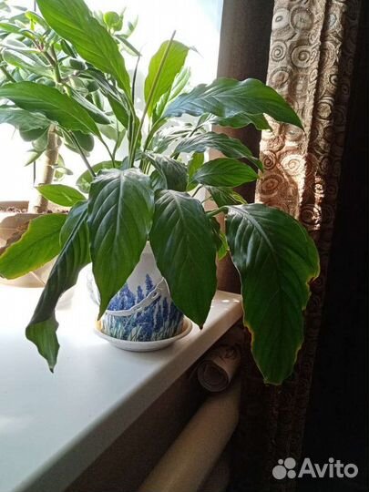 Спатифиллум