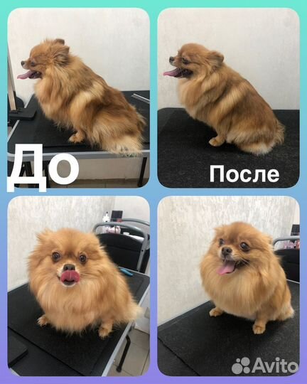 Груминг (Стрижка собак и кошек)