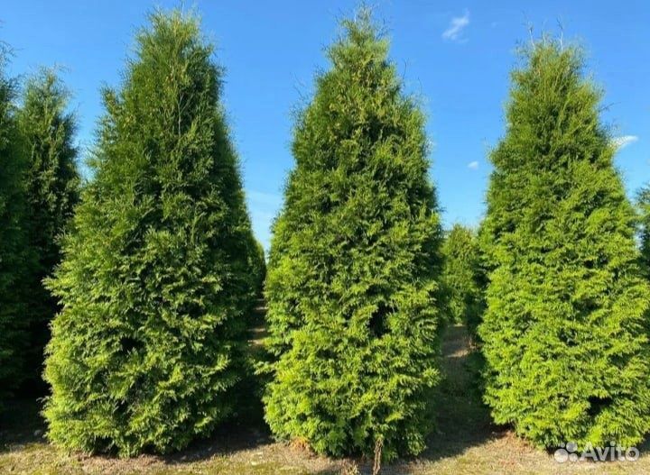 Туи Брабант быстро растущая изгородь