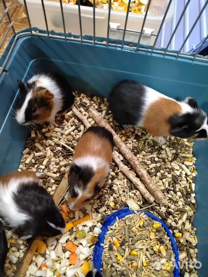 Морские свинки