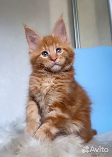 Котята мейн-кун