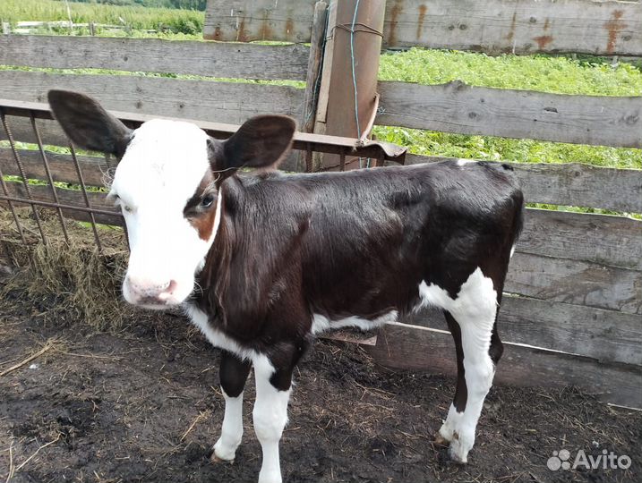 Коровы и телята