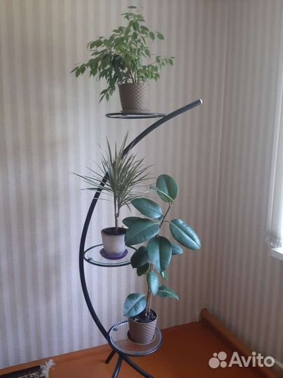 Продам цветы комнатные