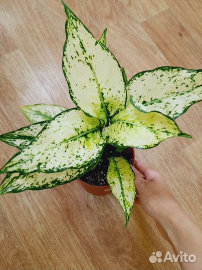 Аглаонемы разные