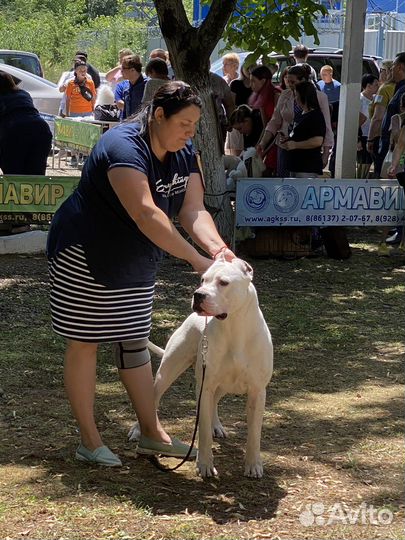 Вязка Аргентинский Дог