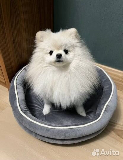 Лежанки для животных премиум класса