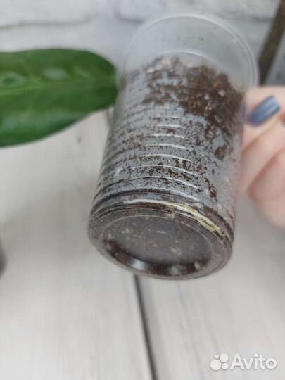 Хойя мегаластер и др