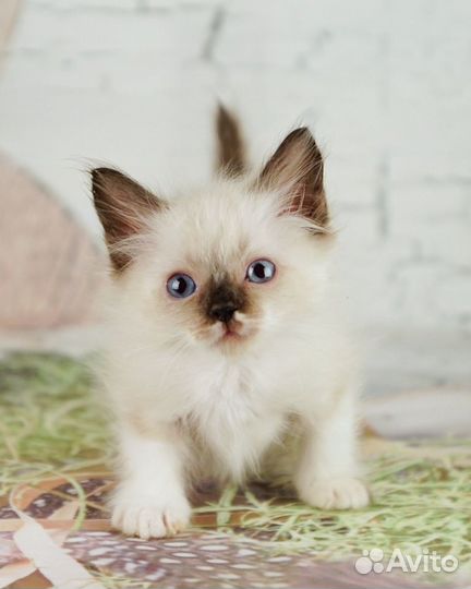 Красотка Мира невская маскарадная с док-ми