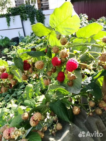 Малина ремонтантная-саженцы
