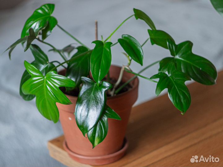 Филодендрон гитаровидный