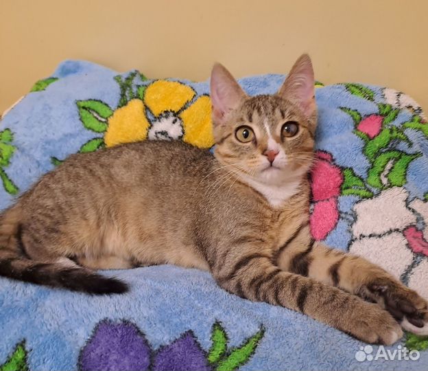 Котенок 5 месяцев