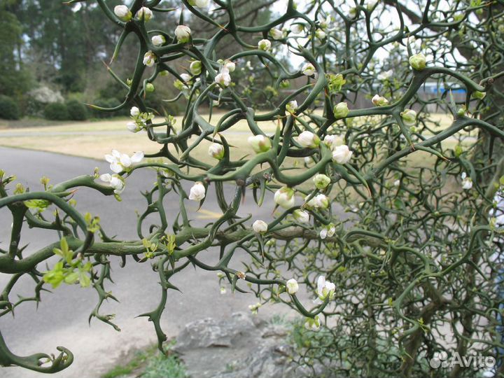 Понцирус Трифолиата