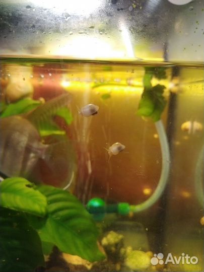 Улитки аквариумные ампулярии