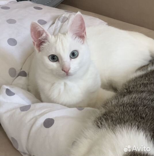 Кошечка в добрые руки