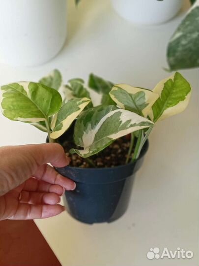 Эпипремнум N'Joy