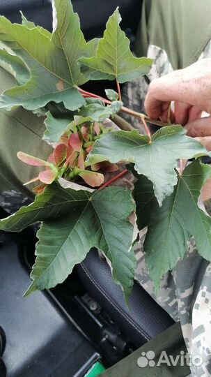 Семена клён явор(клён белый)