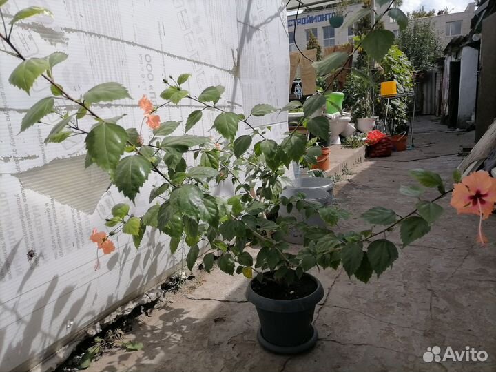 Гибискус китайская роза