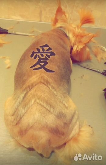 Стрижки собак