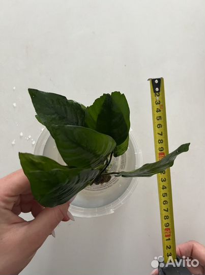 Анубиус, растение для аквариума