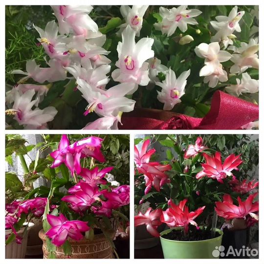 Декабрист (кактус Шлюмбергера усеченная)