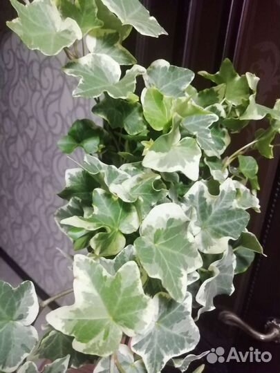 Хедера вариегатная(плющ)