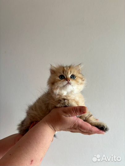 Британские котята, мальчик