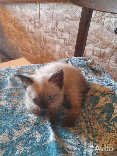 Котенок мальчик