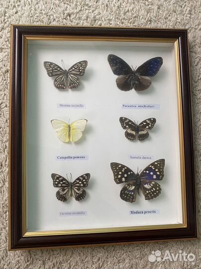 Картина с живой бабочкой