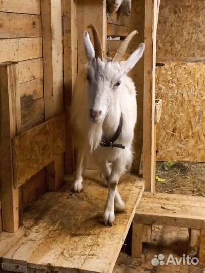 Козы и козел