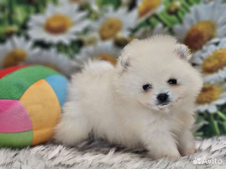 Микродевочка шпиц