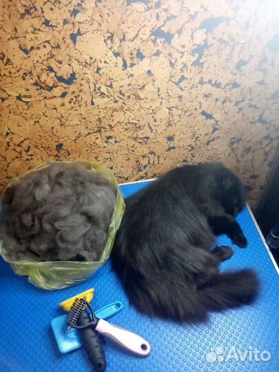 Стрижка собак и кошек