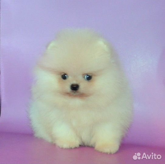 Померанский шпиц кукольныны малыши разных окрасов