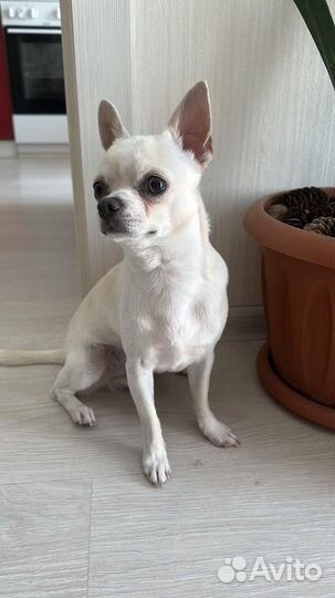 Вязка чихуахуа