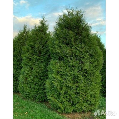 Туя Брабант 1,6 м. в наличии