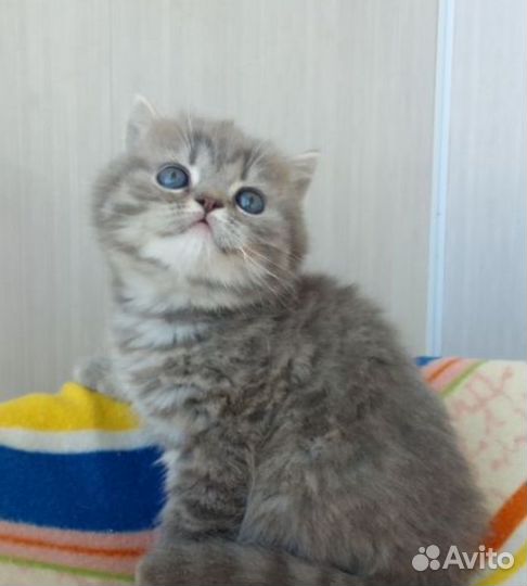 Британская красотка